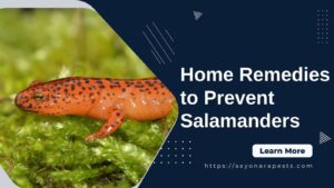 Home Remedies to Prevent Salamanders