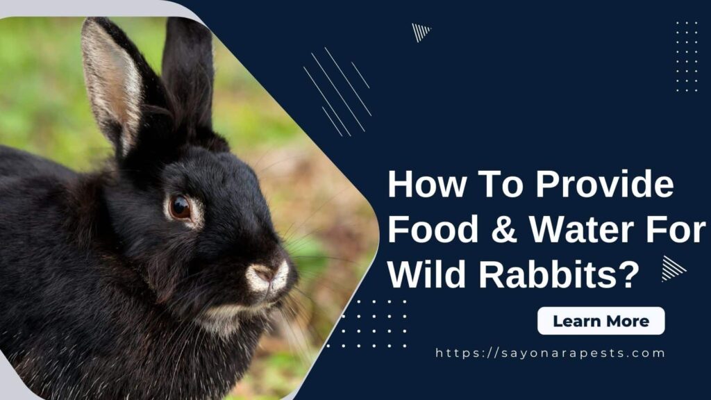 Provide Food & Water For Wild Rabbits