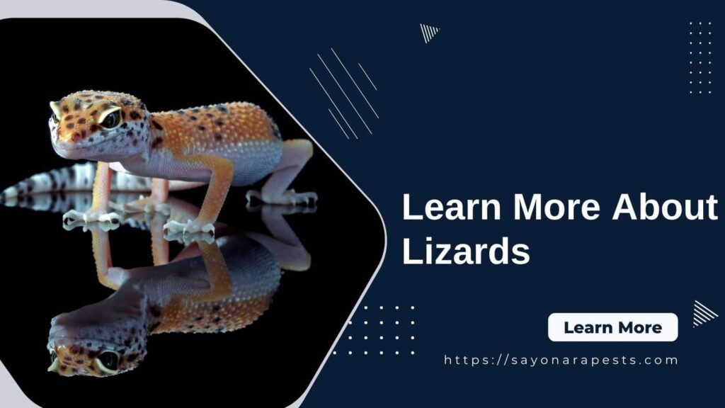 Learn More About Lizards