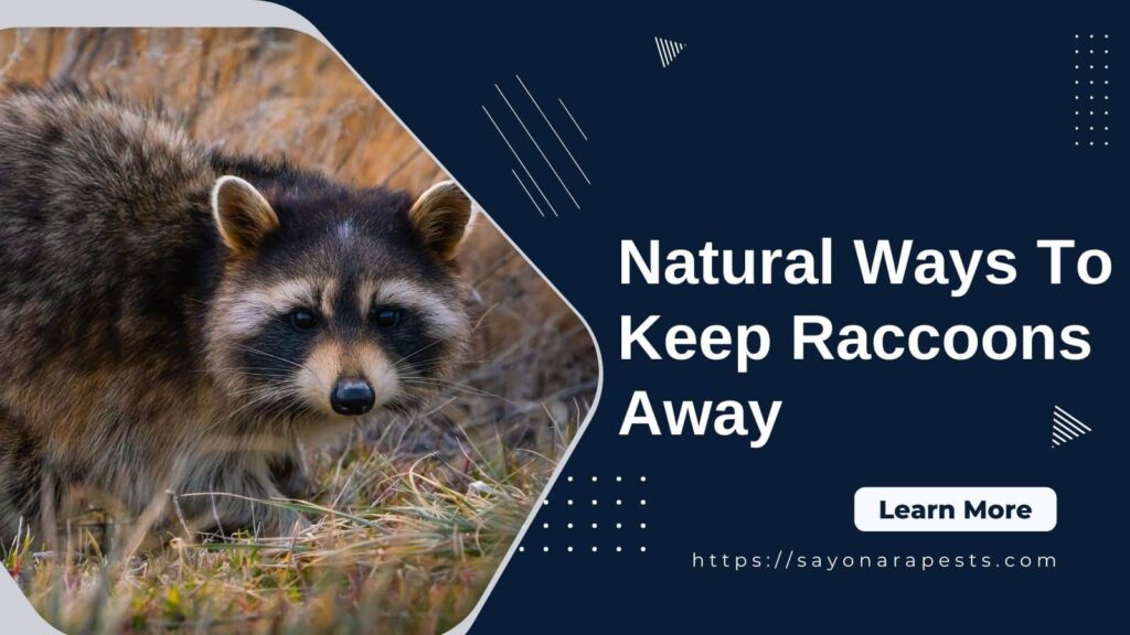 Natural Ways To Keep Raccoons Away
