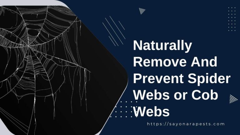 Naturally Remove And Prevent Spider Webs or Cob Webs
