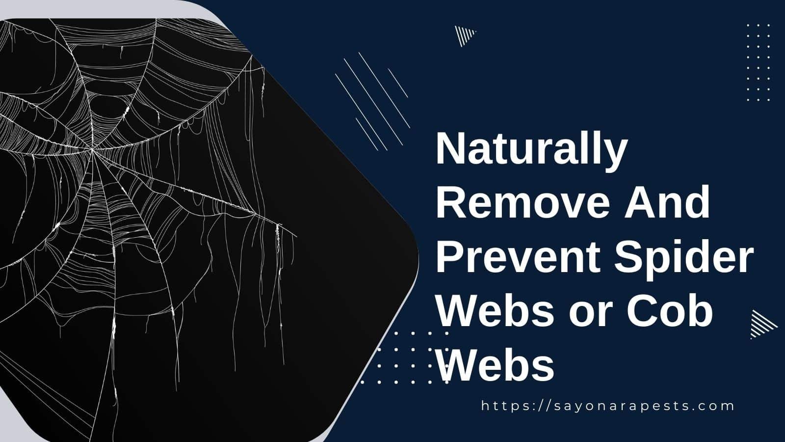 How To Naturally Remove And Prevent Spider Webs Or Cob Webs Sayonara Pests 4007