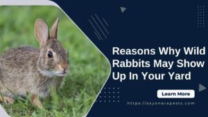 Reasons Why Wild Rabbits May Show Up In Your Yard