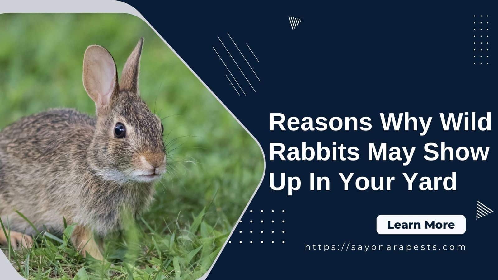 9 Reasons Why Wild Rabbits May Show Up In Your Yard | Sayonara Pests