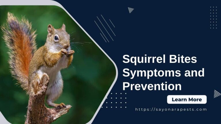 Squirrel Bites - Symptoms and Prevention