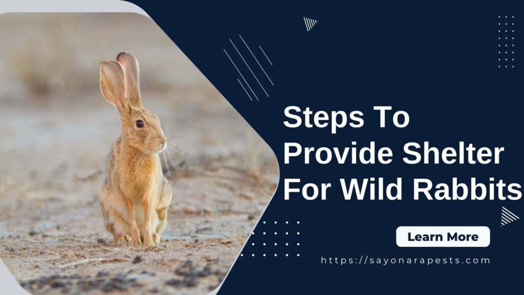 Steps To Provide Shelter For Wild Rabbits