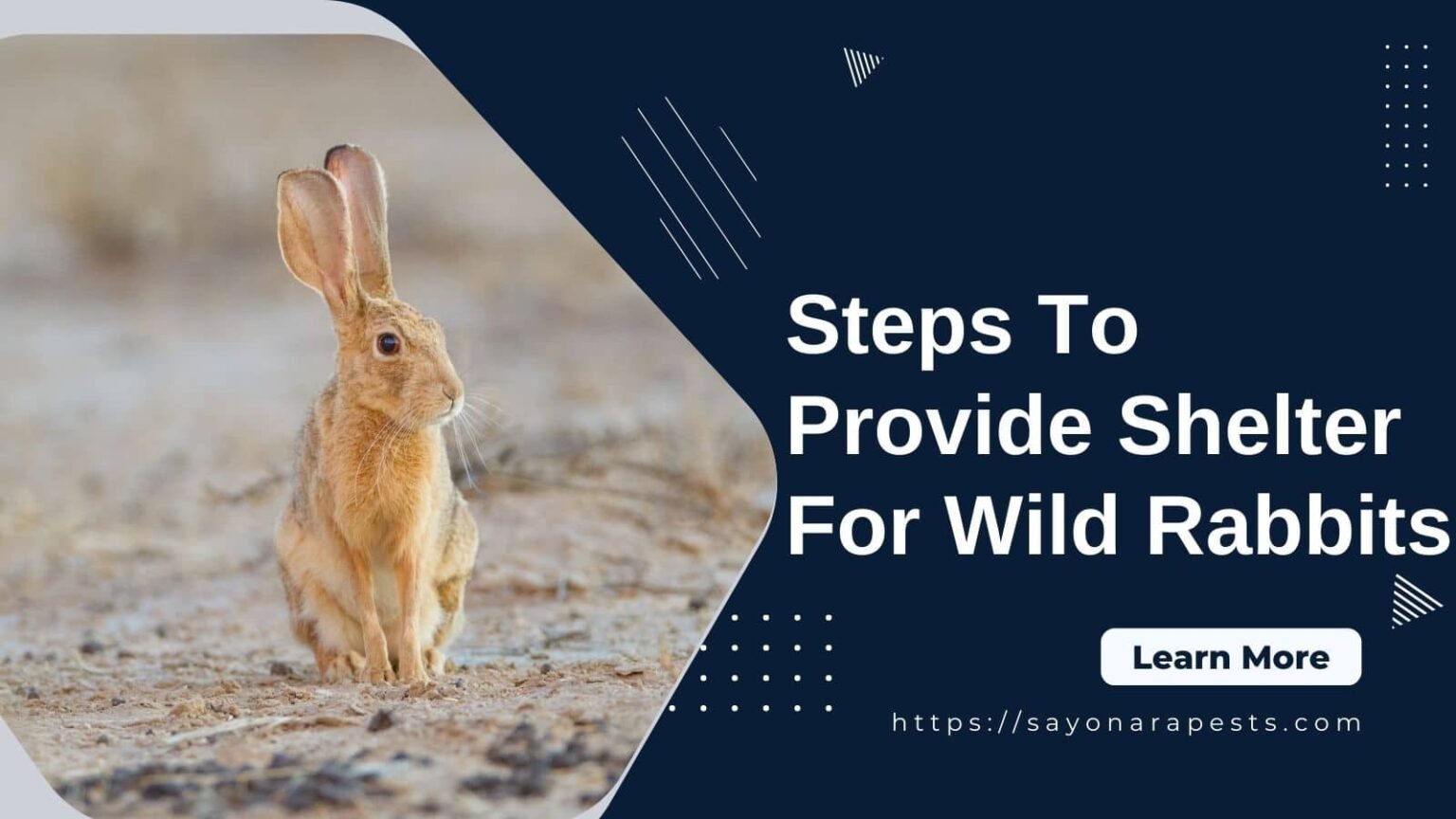 4-steps-to-provide-shelter-for-wild-rabbits-sayonara-pests