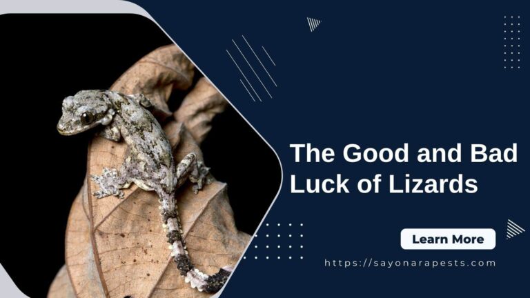 The Good and Bad Luck of Lizards