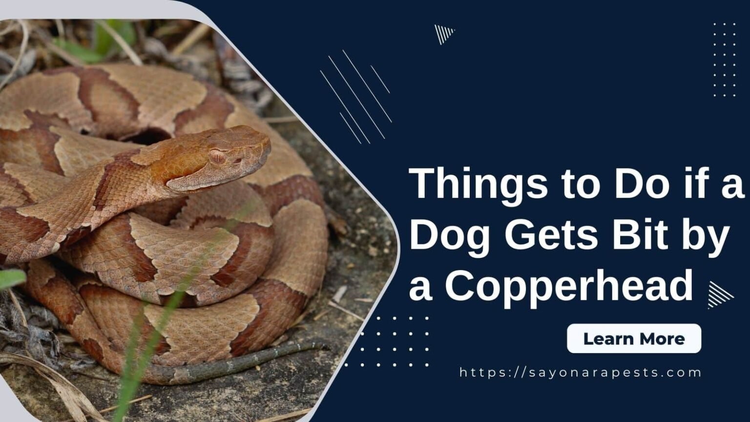 Things to Do if a Dog Gets Bit by a Copperhead Sayonara Pests