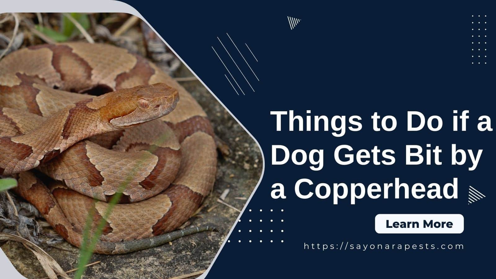 Things To Do If A Dog Gets Bit By A Copperhead Sayonara Pests