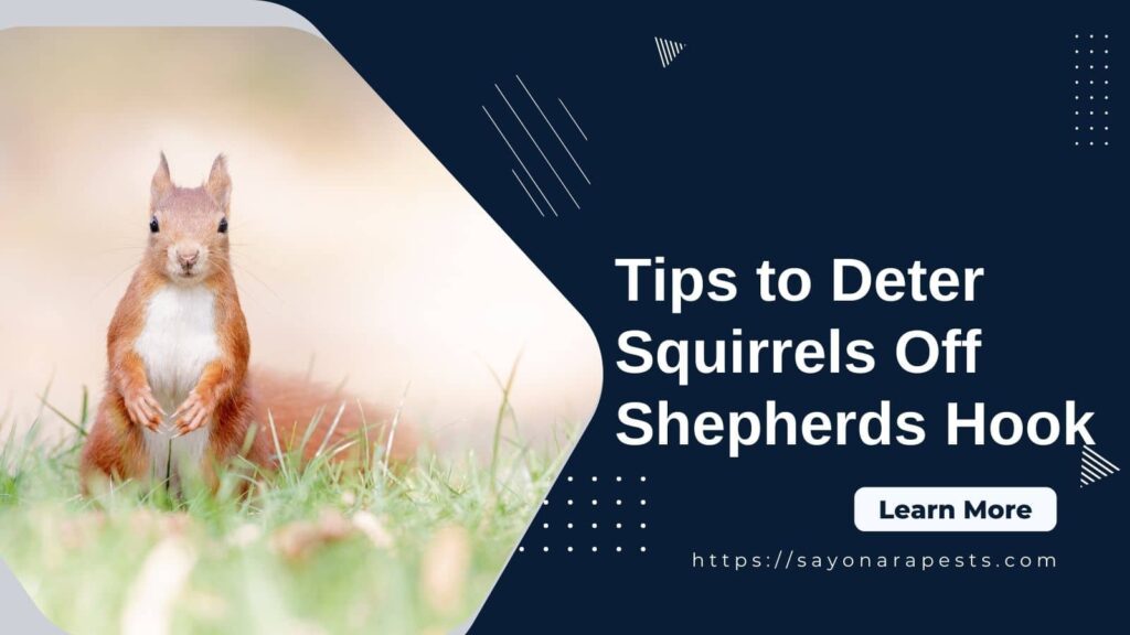 Tips to Deter Squirrels Off Shepherds Hook