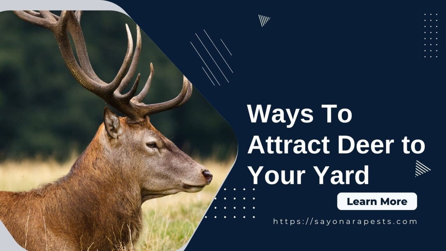 4 Ways To Attract Deer to Your Yard Sayonara Pests