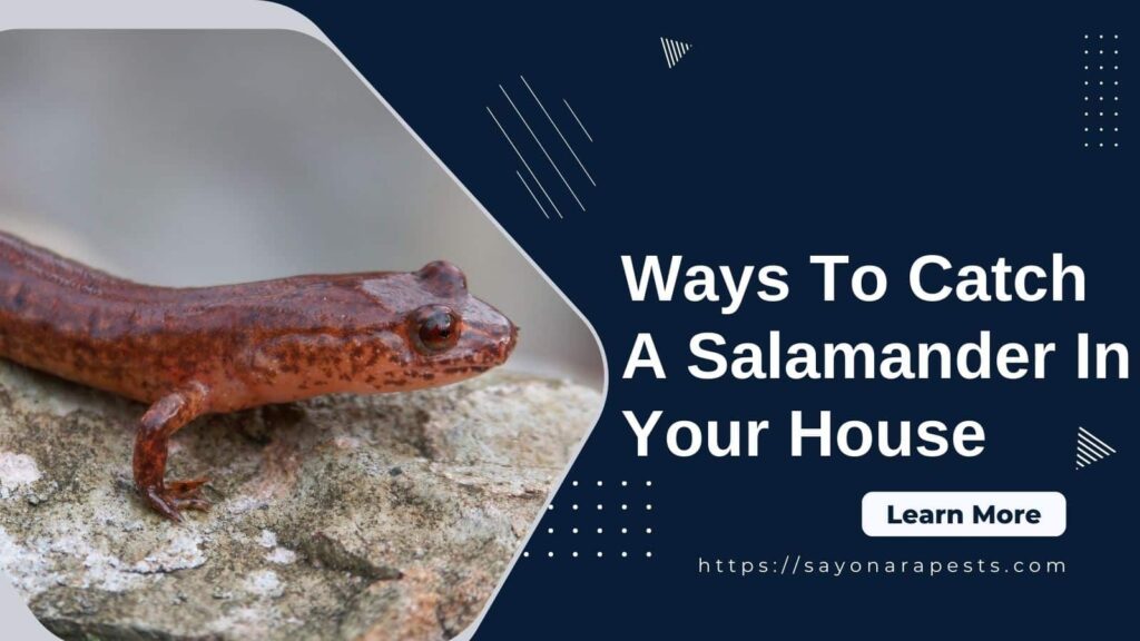 Ways To Catch A Salamander In Your House