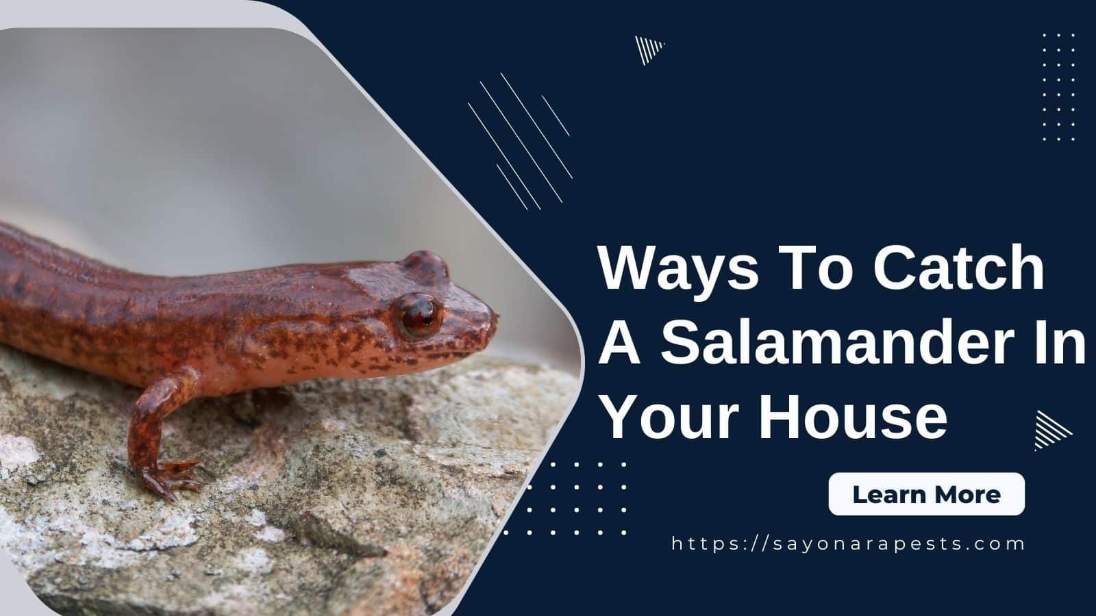 3 Ways To Catch A Salamander In Your House - Sayonara Pests