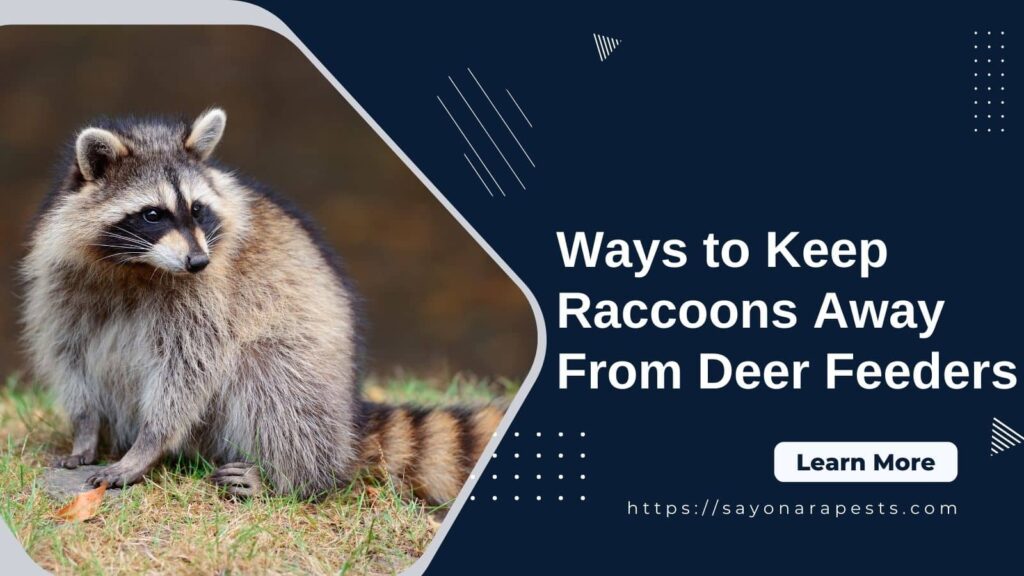 Ways To Keep Raccoons Away From Deer Feeders