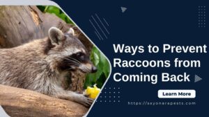 Prevent Raccoons From Coming Back