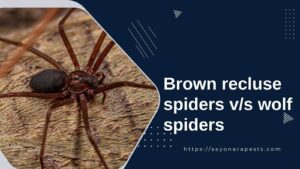Brown recluse spiders v/s wolf spiders