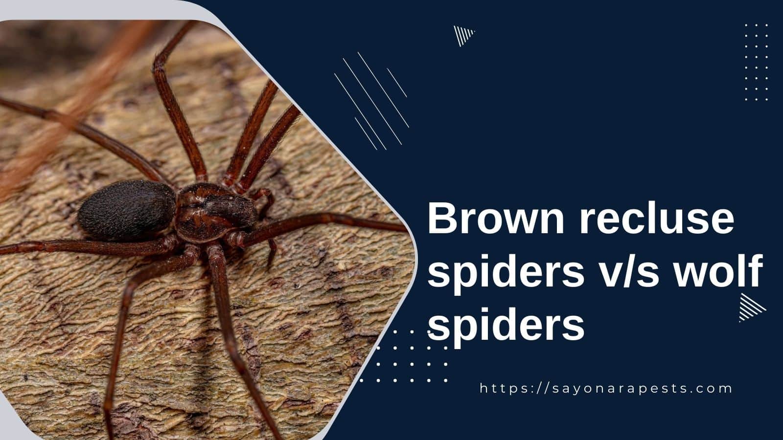 Poisonous Brown Recluse vs Wolf Spider & how to tell the difference -  Spears Pest Control