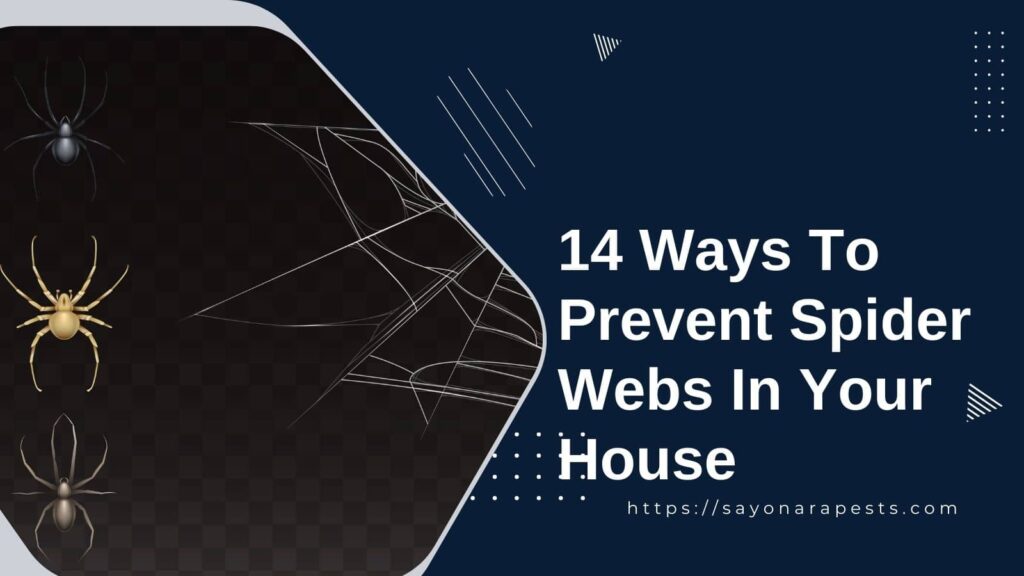 14 Ways To Prevent Spider Webs In Your House