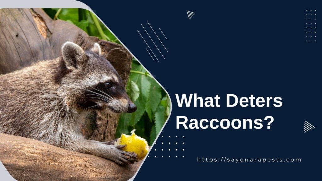 ways to deter raccoons away