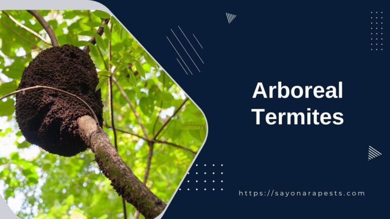 Arboreal Termites