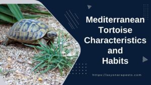 *Mediterranean Tortoises: Their Characteristics and Habits