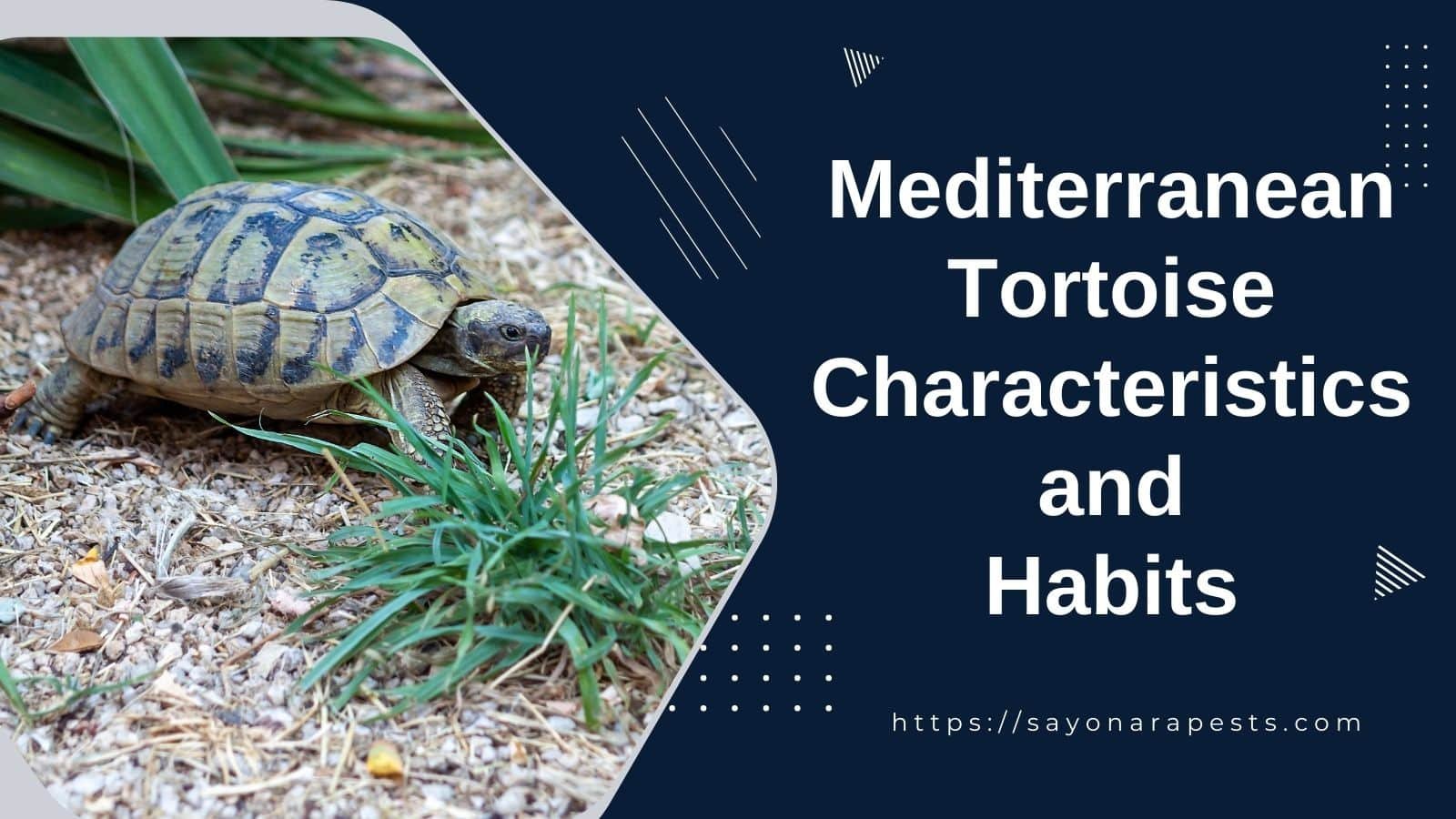 Characteristics and Habits of Mediterranean Tortoises - Sayonara Pests