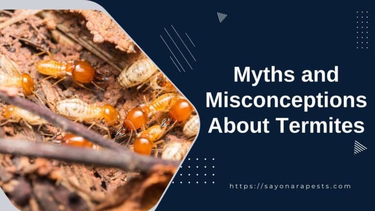 20 Common Myths And Misconceptions About Termites 