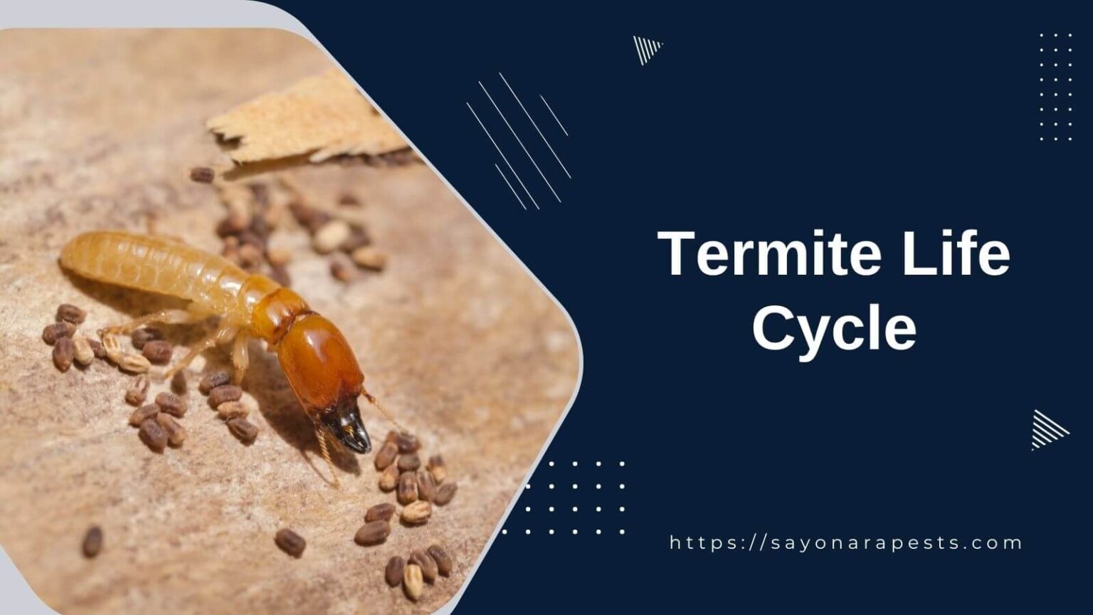 Understanding the Complex Termite Life Cycle | Sayonara Pests