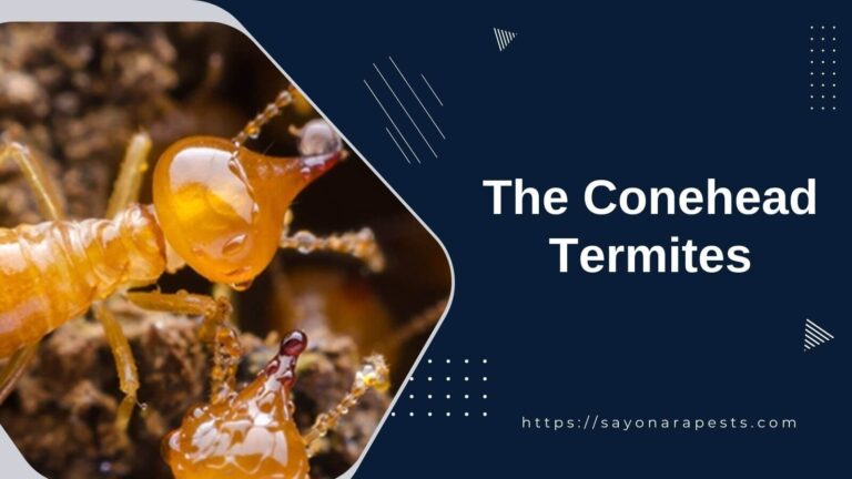 The Conehead Termites