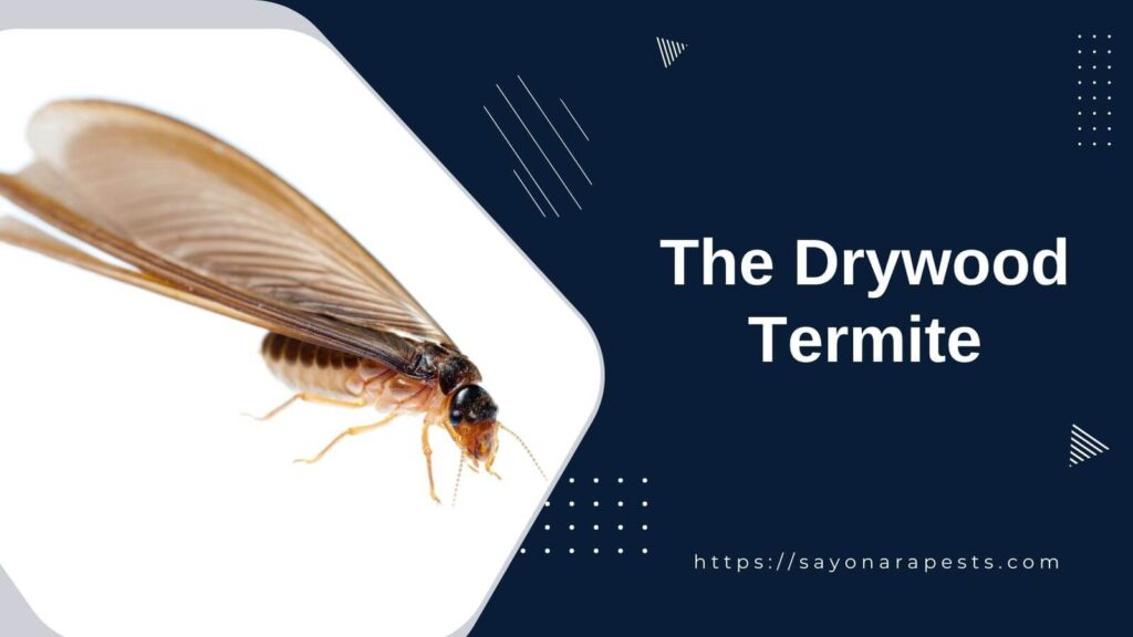 The Drywood Termite