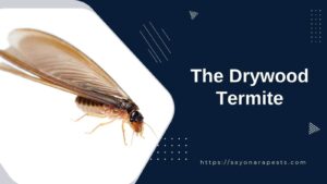 The Drywood Termite