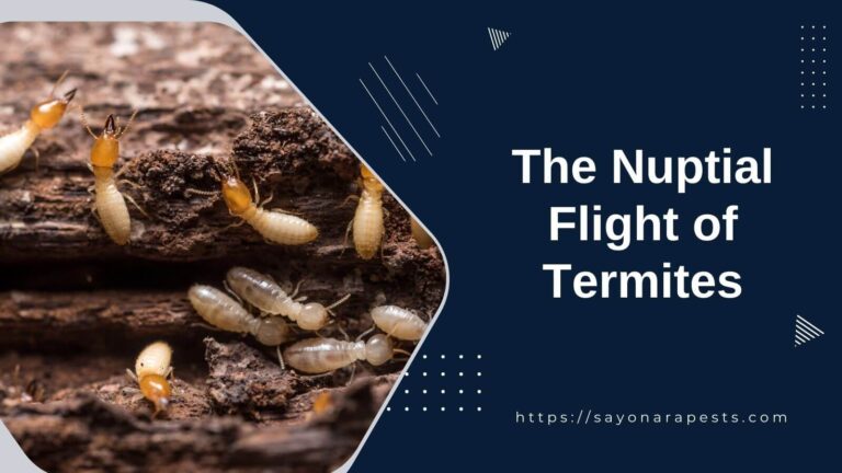 The Nuptial Flight of Termites