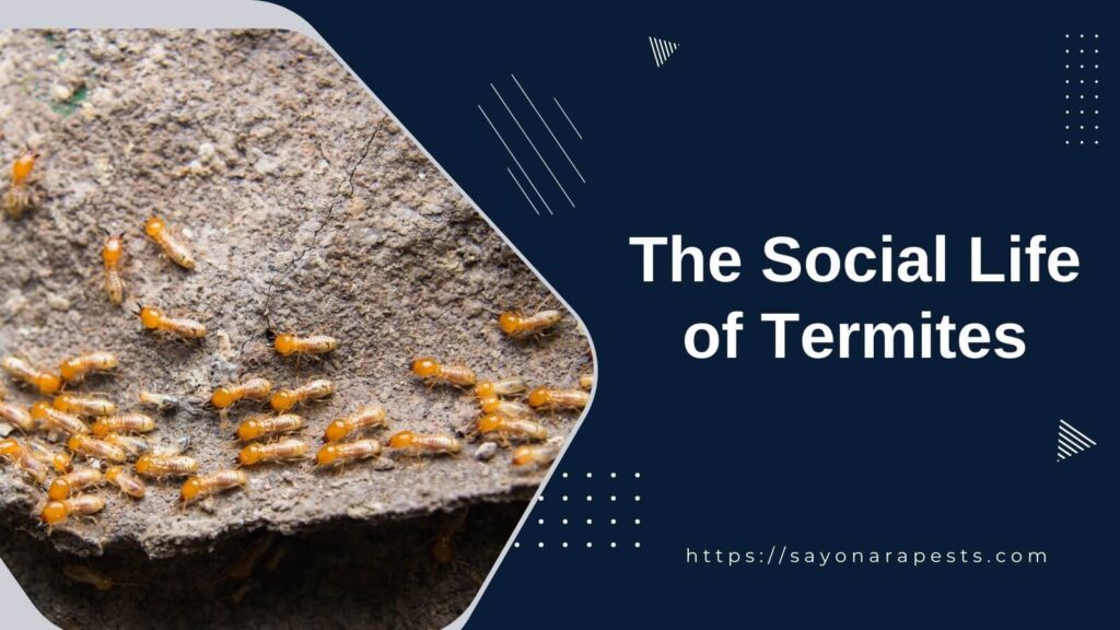 The Social Life of Termites