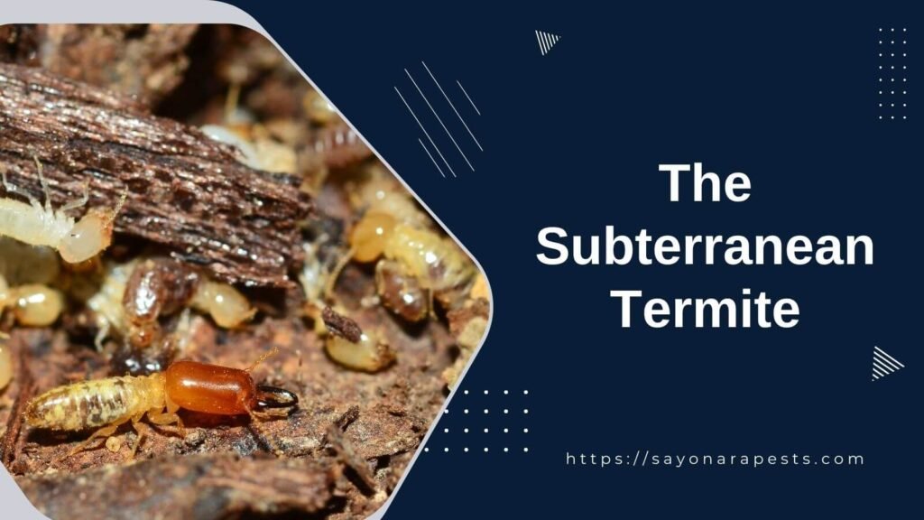 The Subterranean Termite | Sayonara Pests