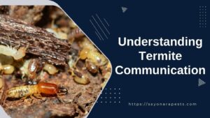 Understanding Termite Communication