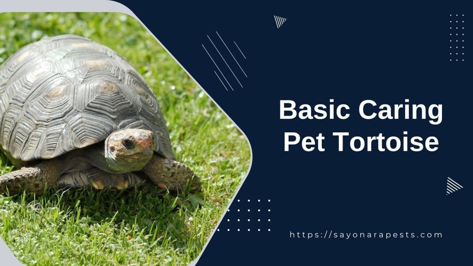 The Basics of Caring For A Pet Tortoise Sayonara Pests