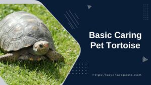 basic-caring-pet-tortoise