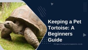 Keeping a pet tortoise