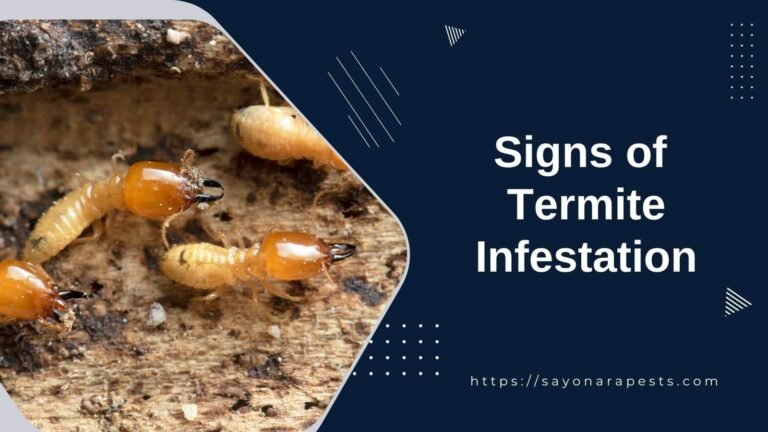 Signs of Termite Infestation | Sayonara Pests