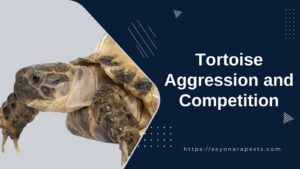 tortoise-competition-and-aggression