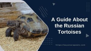 A Guide About The Russian Tortoises