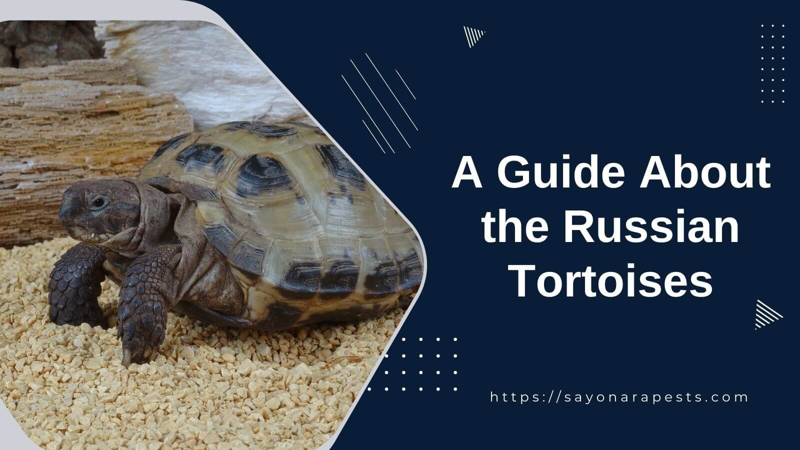 A Guide About The Russian Tortoises Sayonara Pests