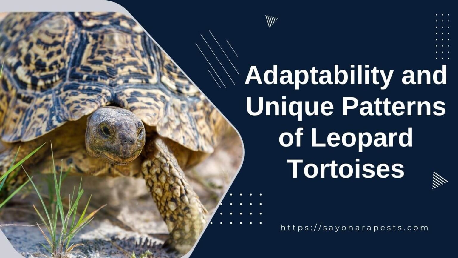 Adaptability and Unique Patterns of Leopard Tortoises | Sayonara Pests