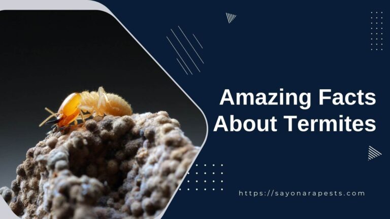 Amazing Facts About Termites