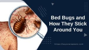 Bed Bugs and How They Stick Around You
