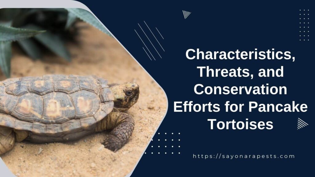Characteristics, Threats, and Conservation Efforts for Pancake Tortoises