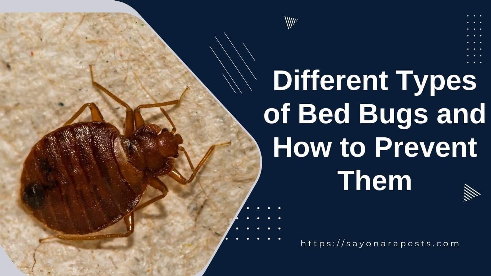 The Different Types Of Bed Bugs And How To Prevent Them - Sayonara Pests