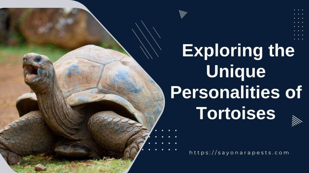 Exploring the Unique Personalities of Tortoises