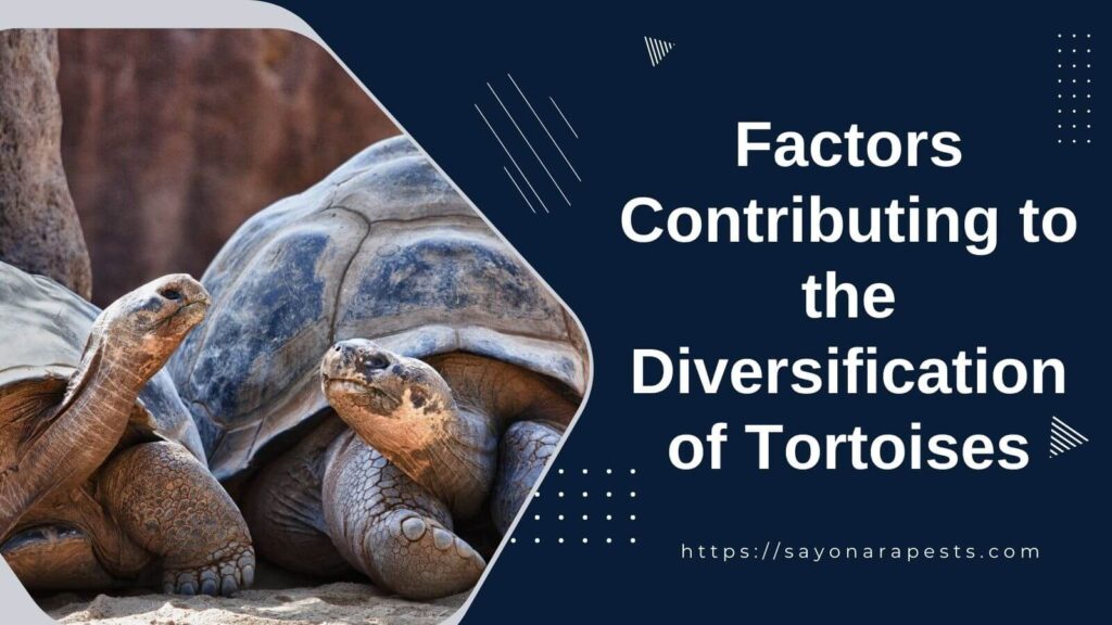Factors Contributing to the Diversification of Tortoises